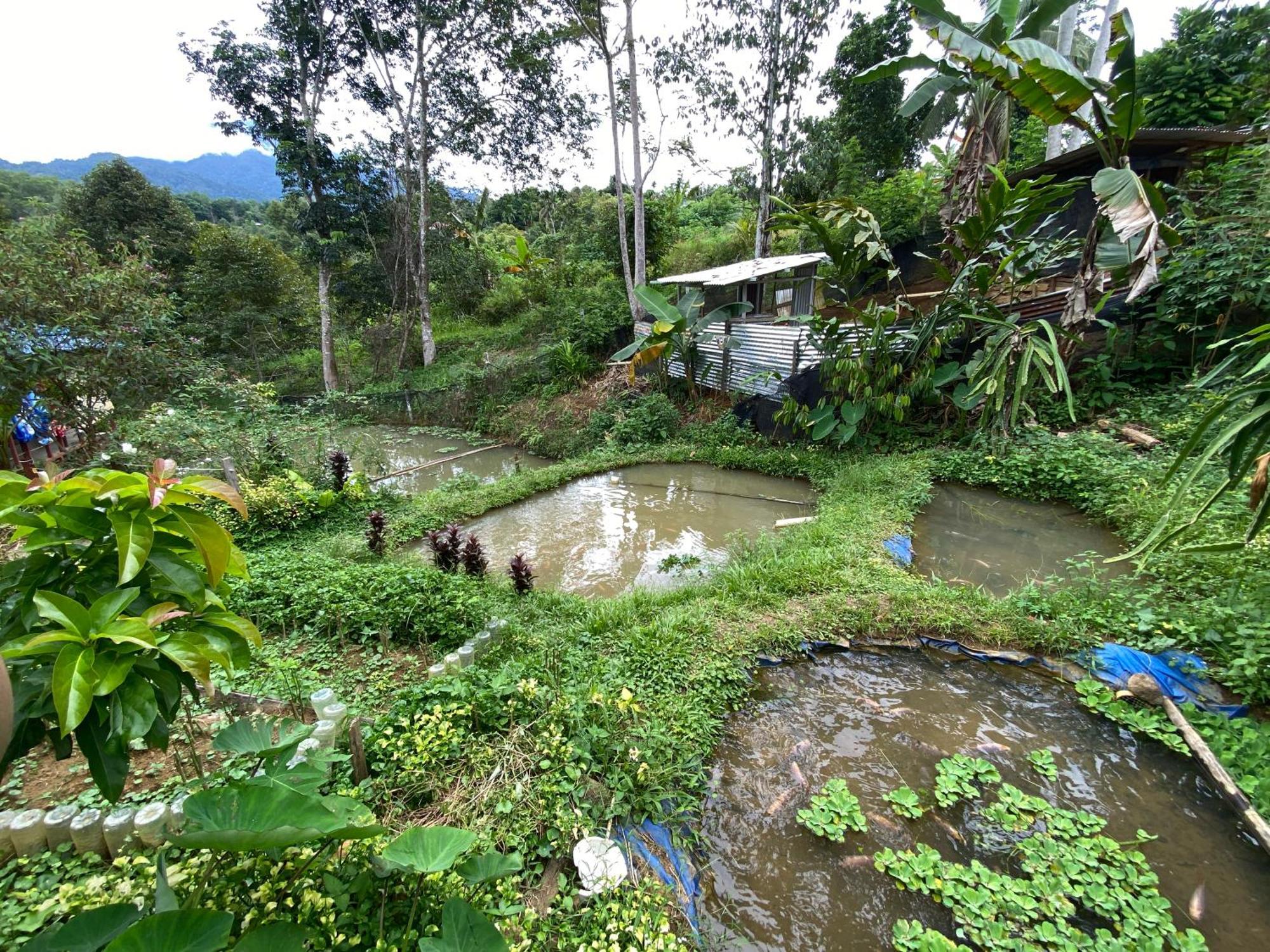 Da Family Mini Garden Hotel Ranau Buitenkant foto